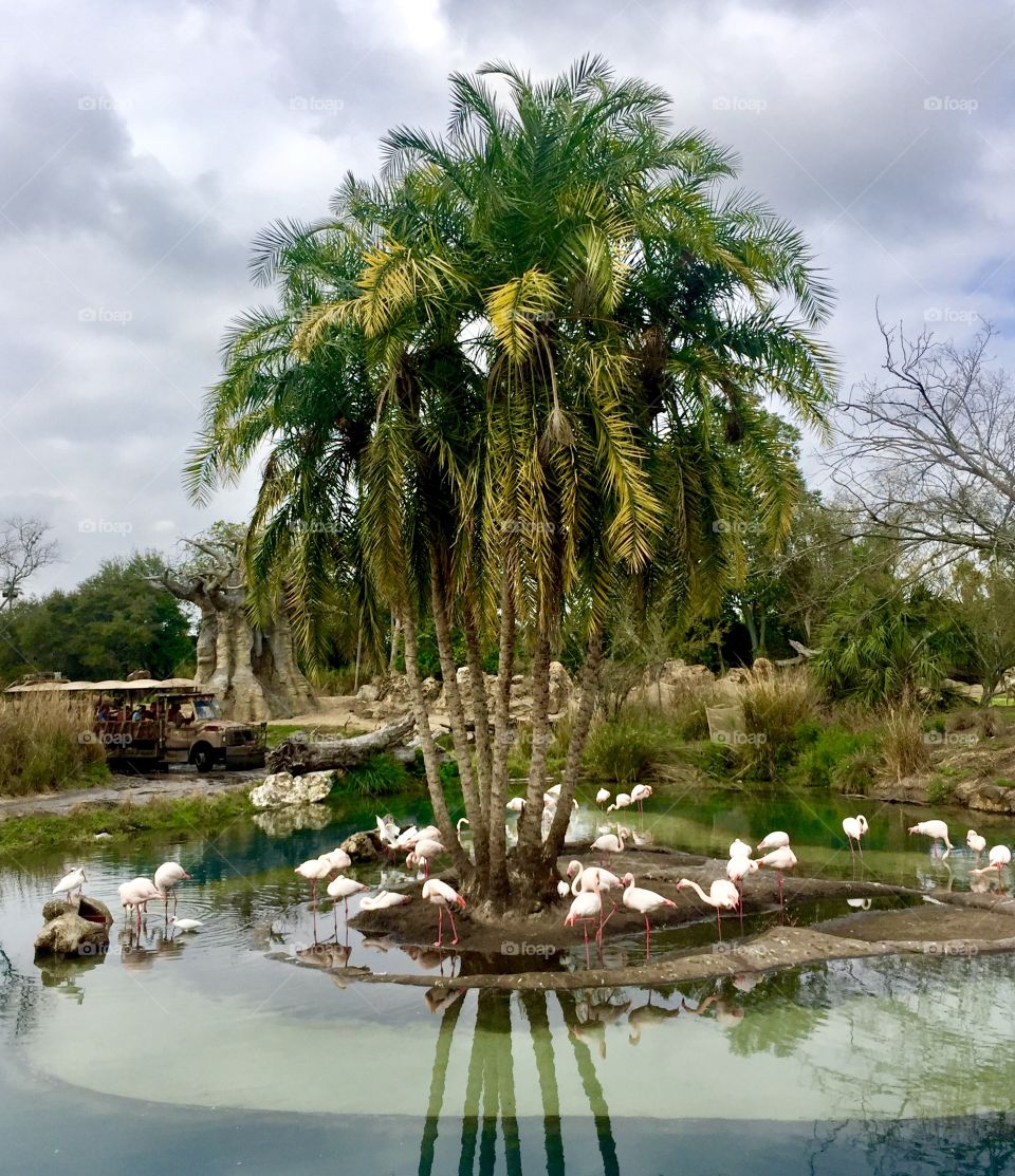 Flamingo island on a pond. Animal Kingdom Safari in Disney World Orlando, Florida