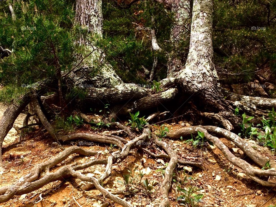 Tree roots 