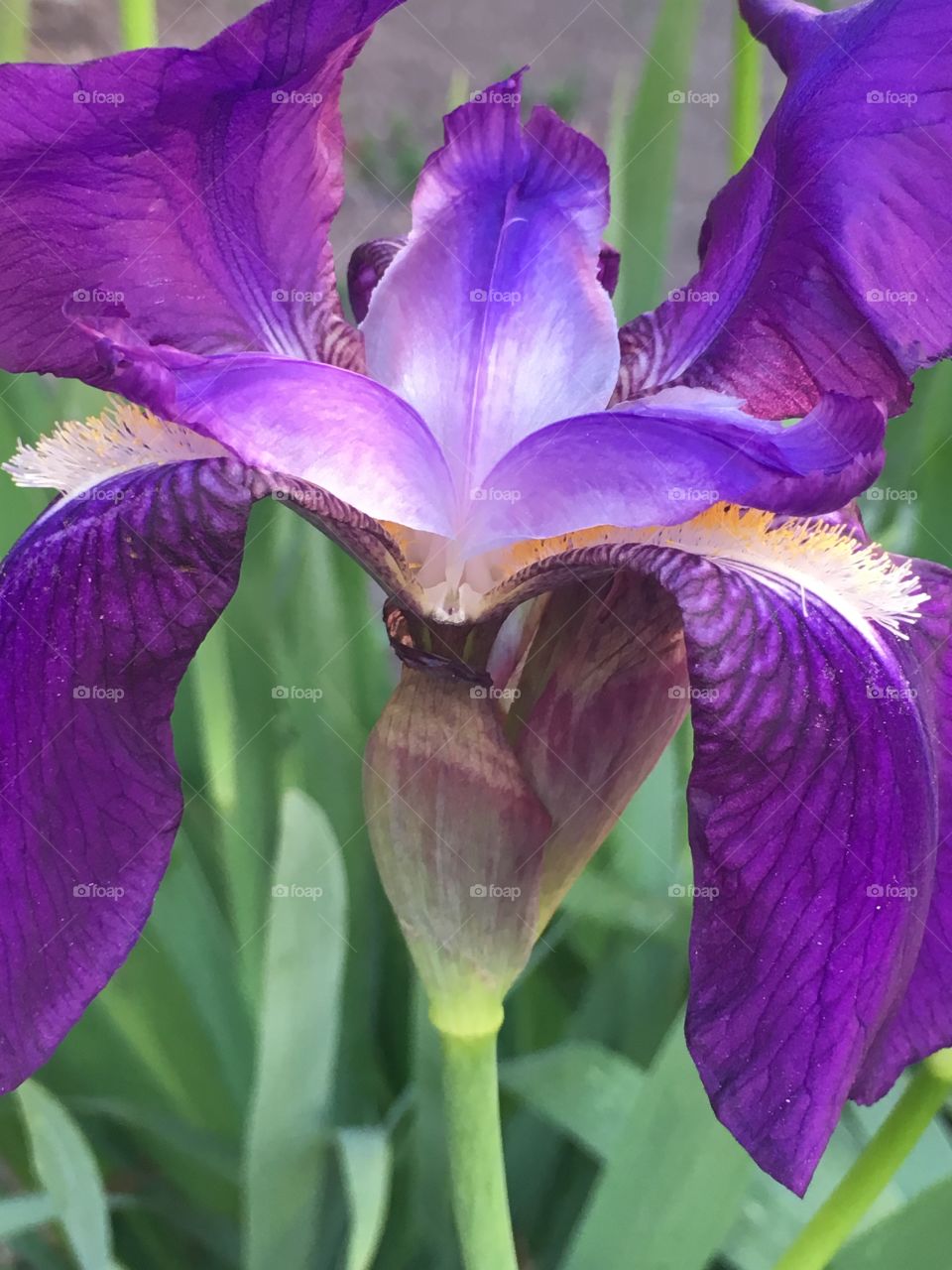 Blue iris flower, garden flower