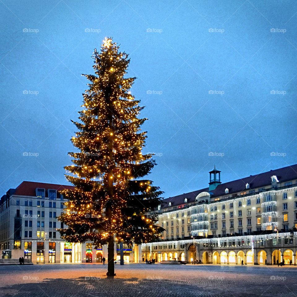 Lone Christmas Tree