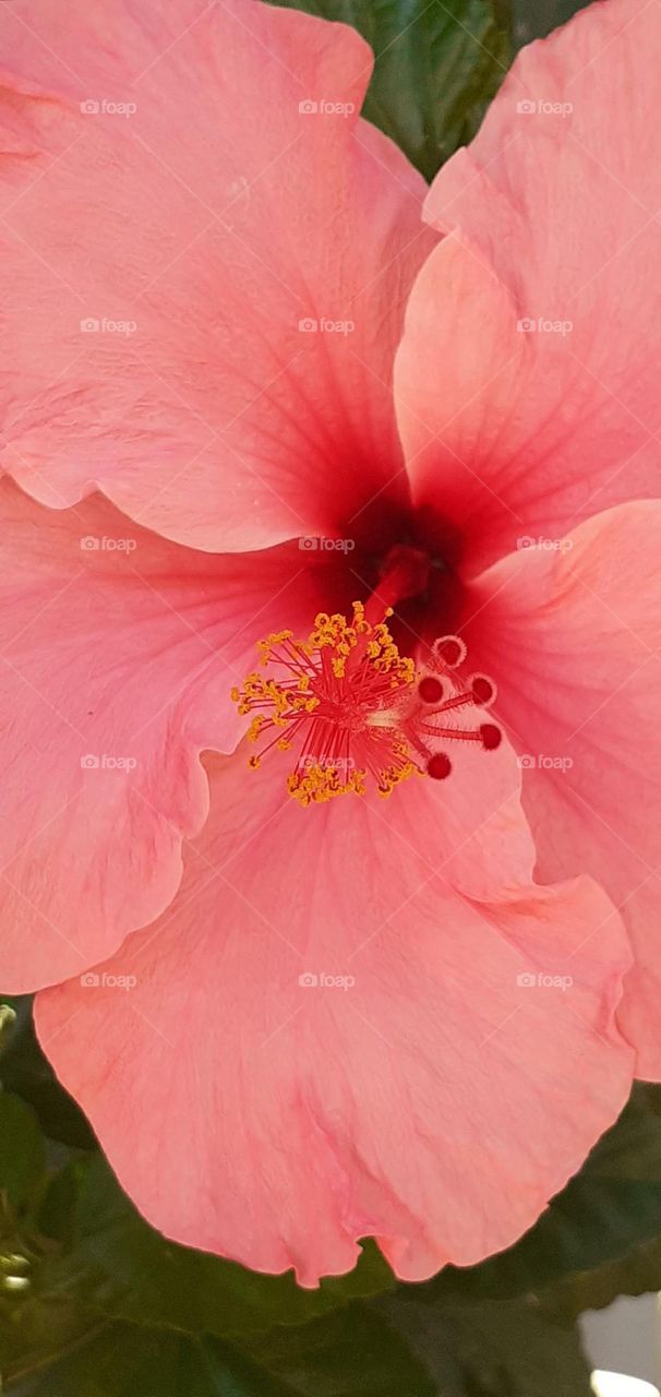 viaje al interior de una flor rosada