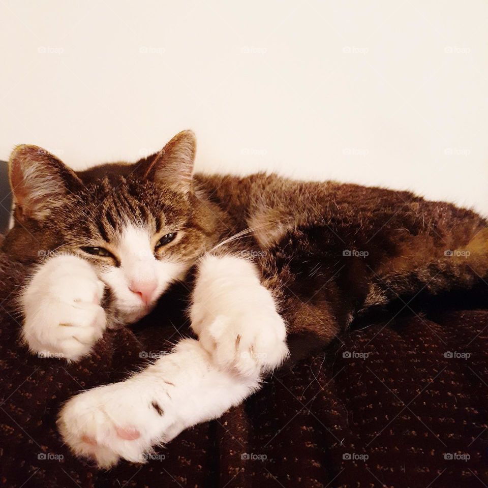 My sweet tabby cat Lilly is laying on the top of the loveseat. She has her eyes slightly open. She is very relaxed.