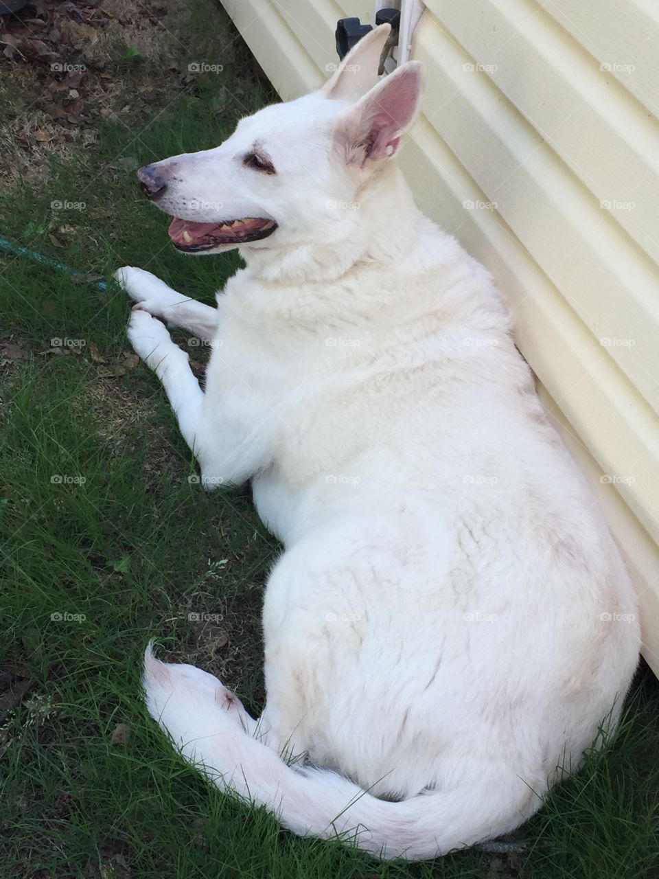 Resting after playing in the yard with his boy 