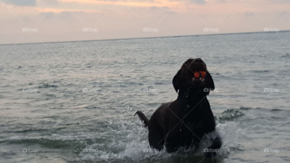 Chocolate Lab swimming with his ball in mouth