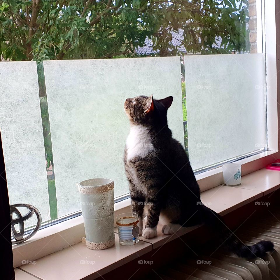 Cat on the windowsill in living room