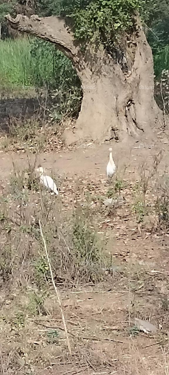 long leg white birds with full concentration for its prey to fulfill their task of today.