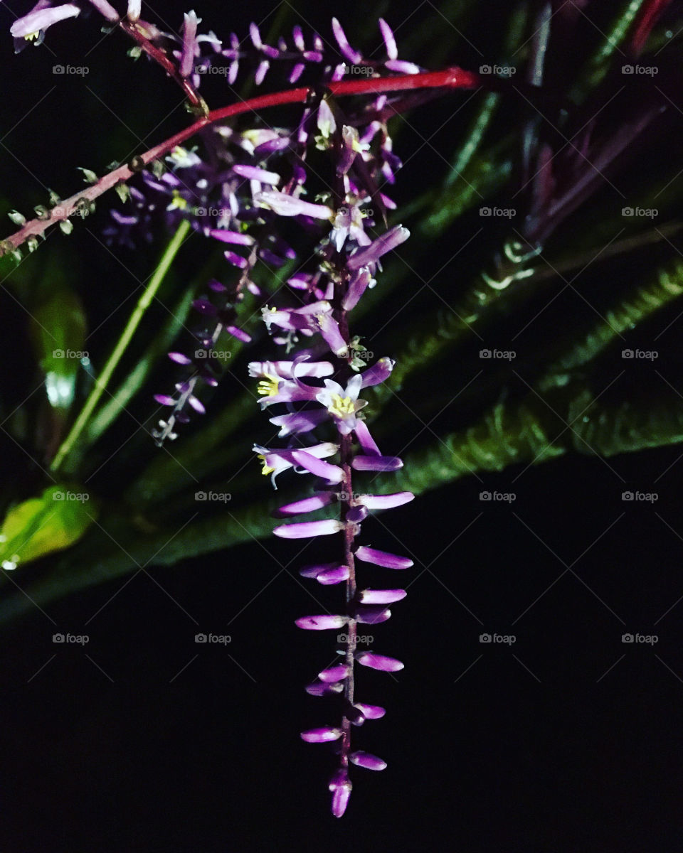 Uma flor retratada à noite mostra a beleza da cor preto. Vejam que beleza a natureza! /Uma flor retratada à noite mostra a beleza da cor preto. Vejam que beleza a natureza!