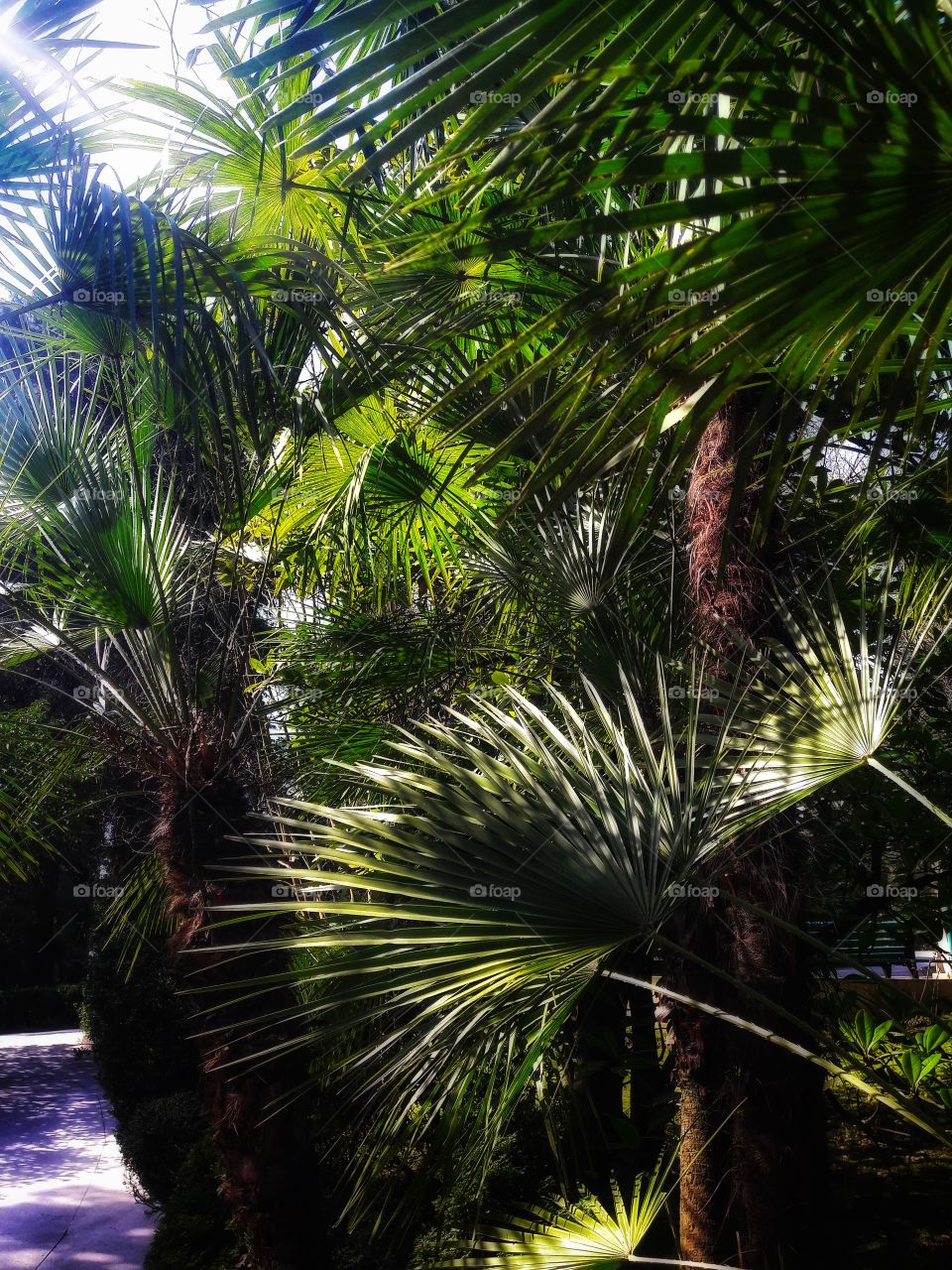 Spring flowers wild nature greens outdoor plant flower beauty