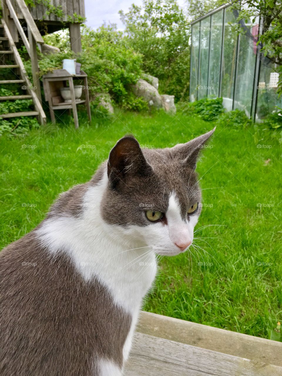 Cat in garden