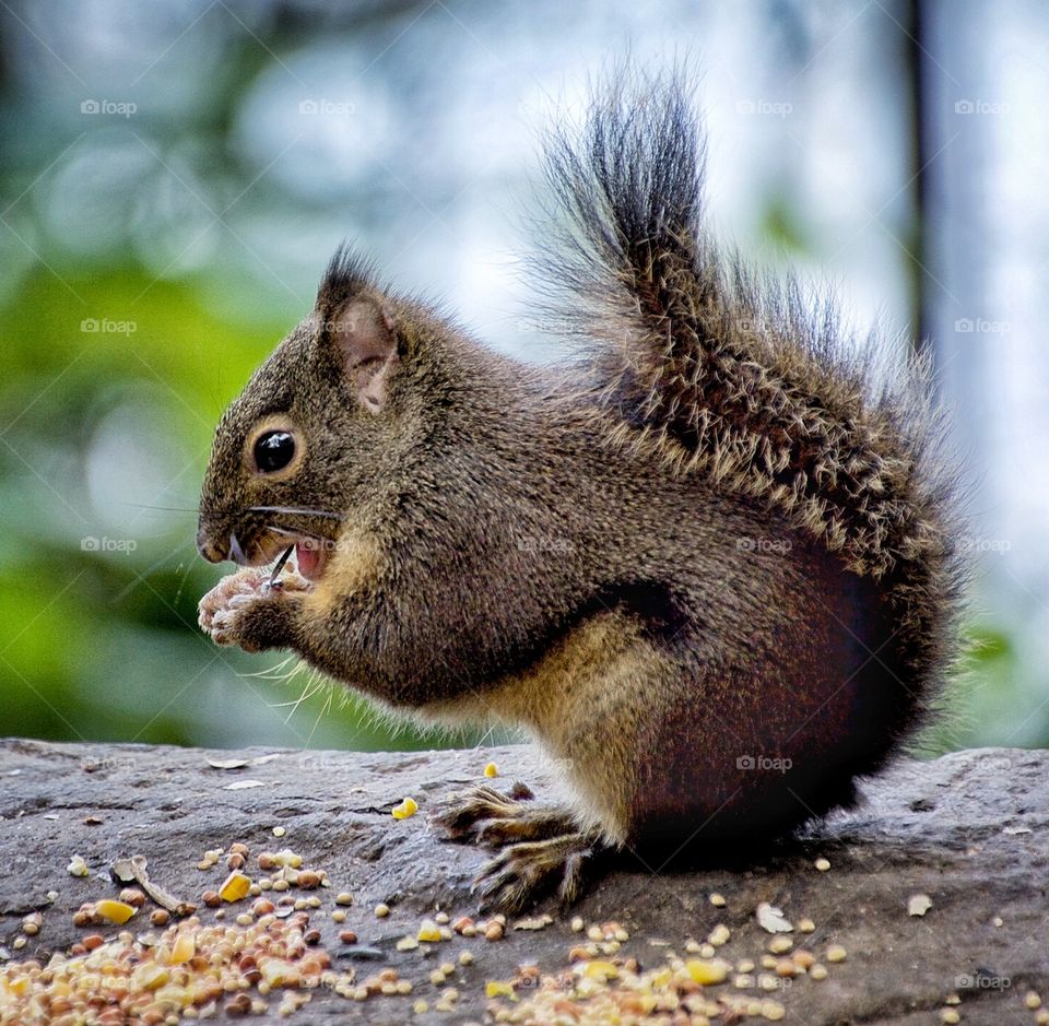 Douglas squirrel