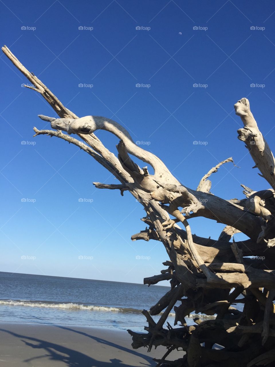 Driftwood Sky. This photo was taken at Driftwood beach at Cumberland Island.
