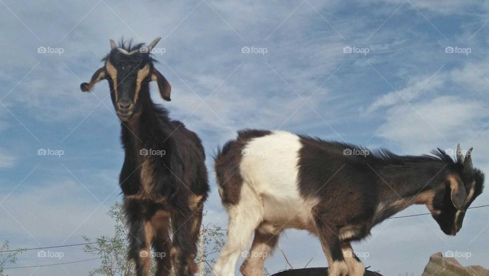 A goat looking at my camera.