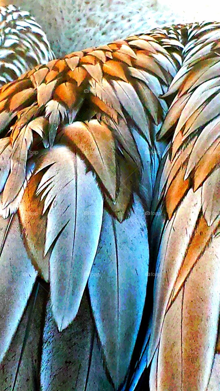 "Pelican Feathers Close up"