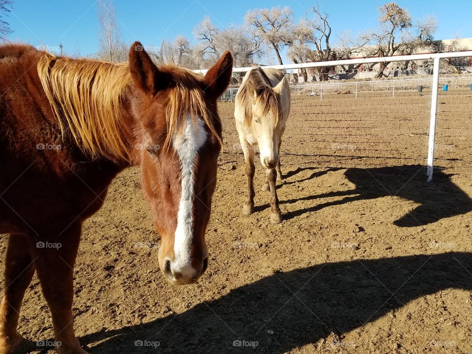 Two Horses Hanging Out