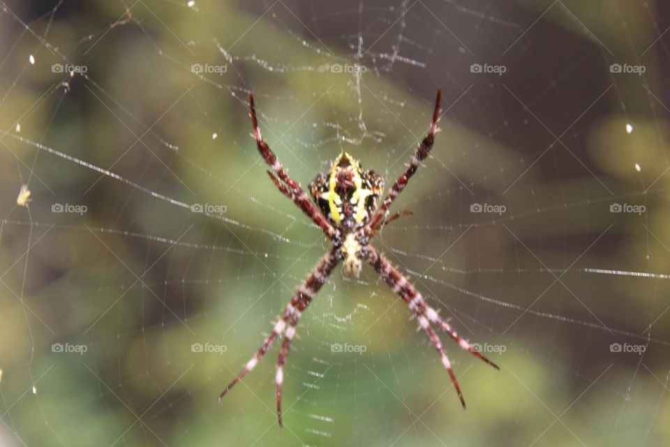 spider close up