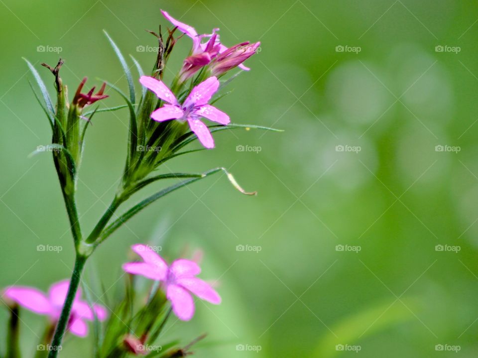 Wildflowers.