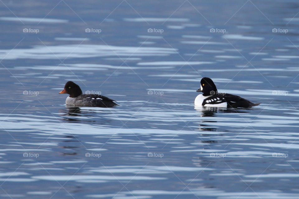 Common goldeneye 
