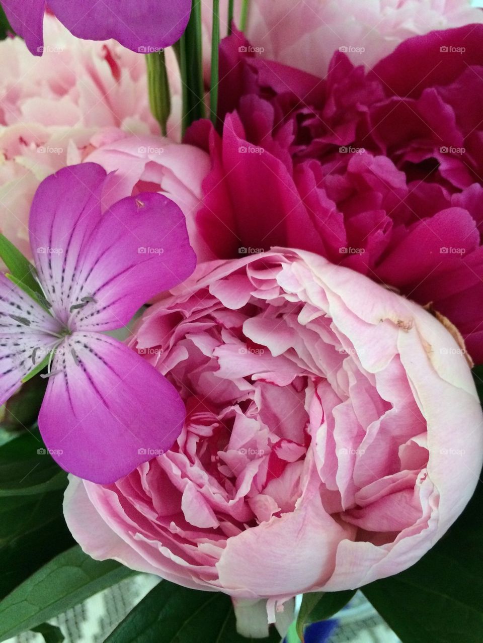 Pink Peony