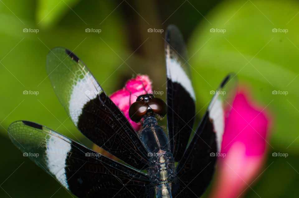 Close up of dragon fly.