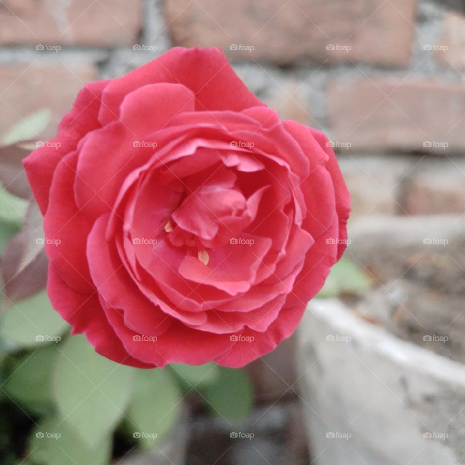 red rose
