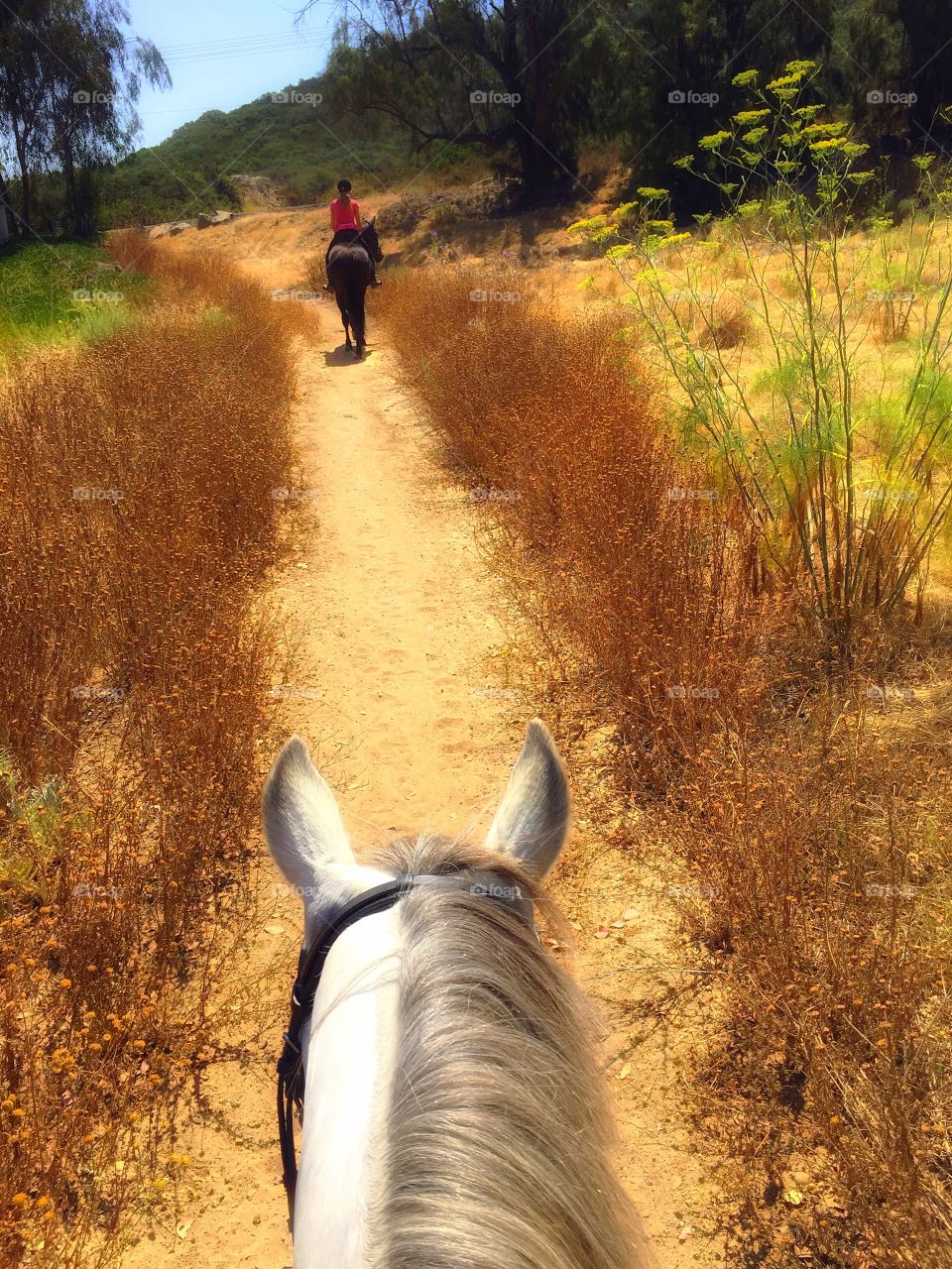 Equestrian Trail Ride