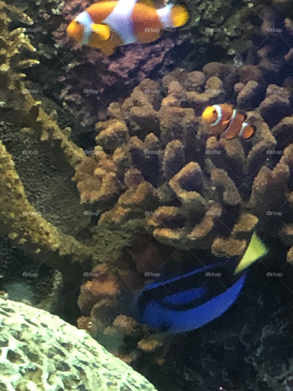 Nemo and Dori