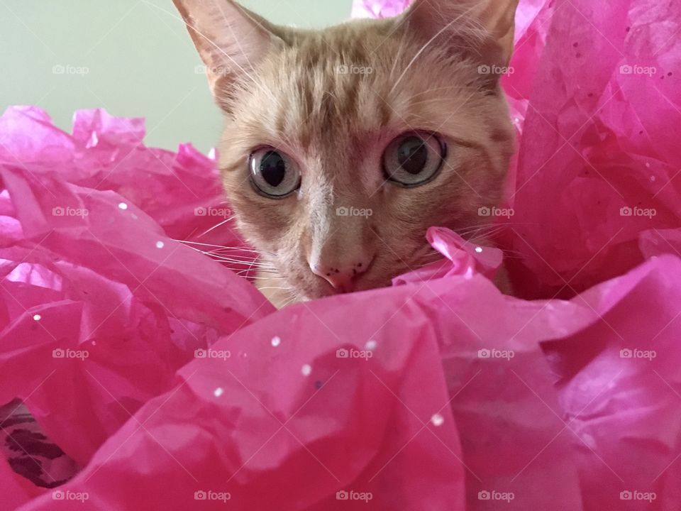 Pretty ginger kitty sitting in pink sparkling tissue paper