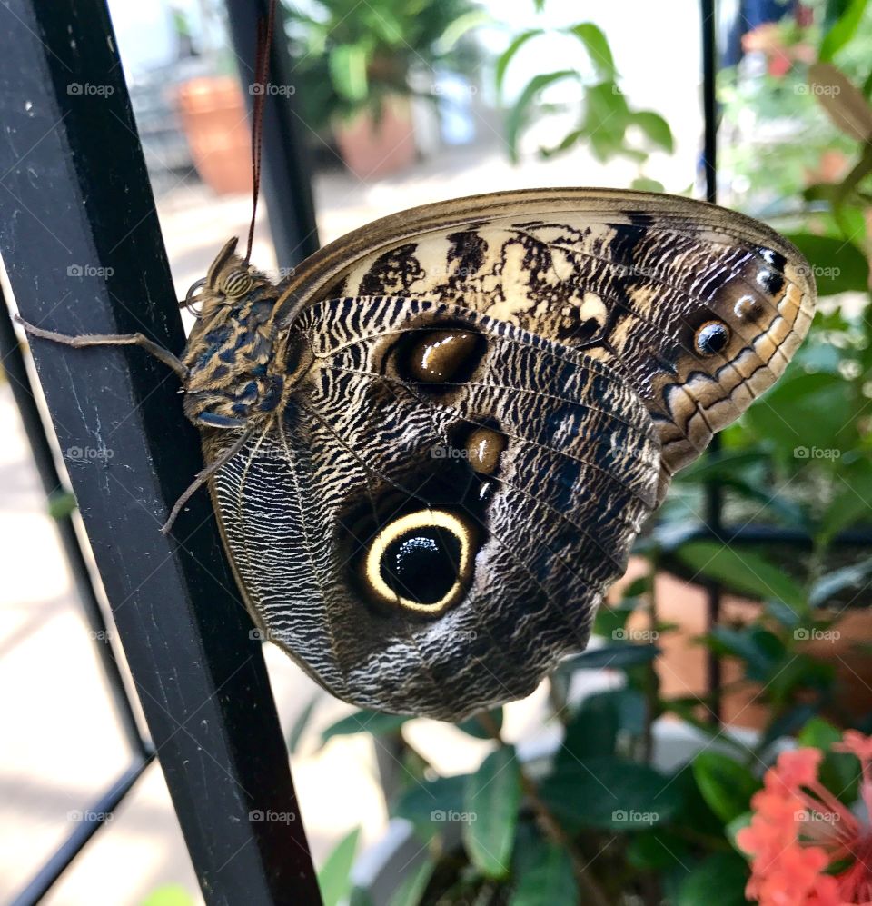  Butterfly on fence