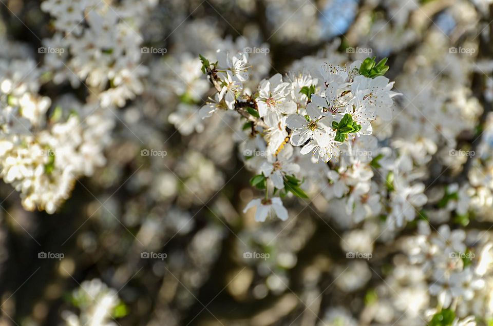 The beauty of spring