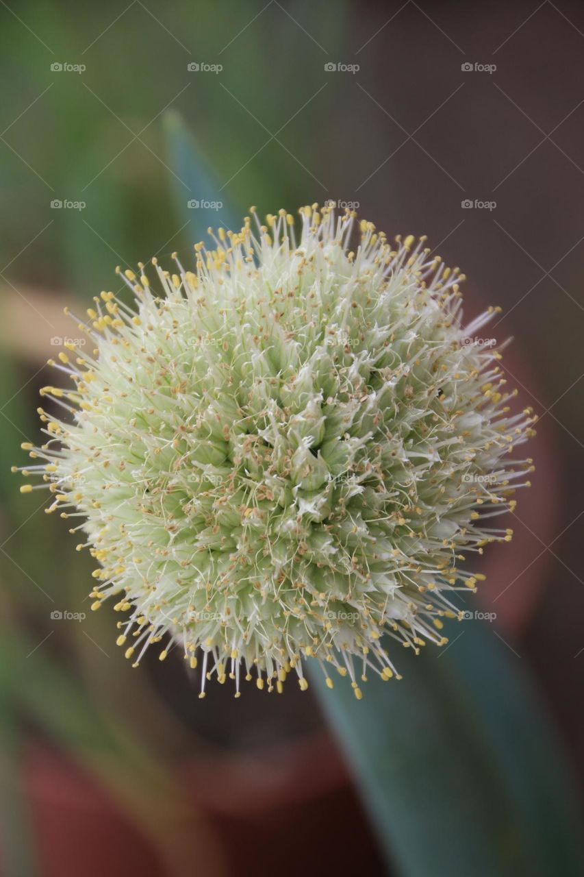 Chopped green onions are round and dense