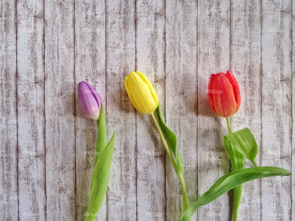 Three tulips