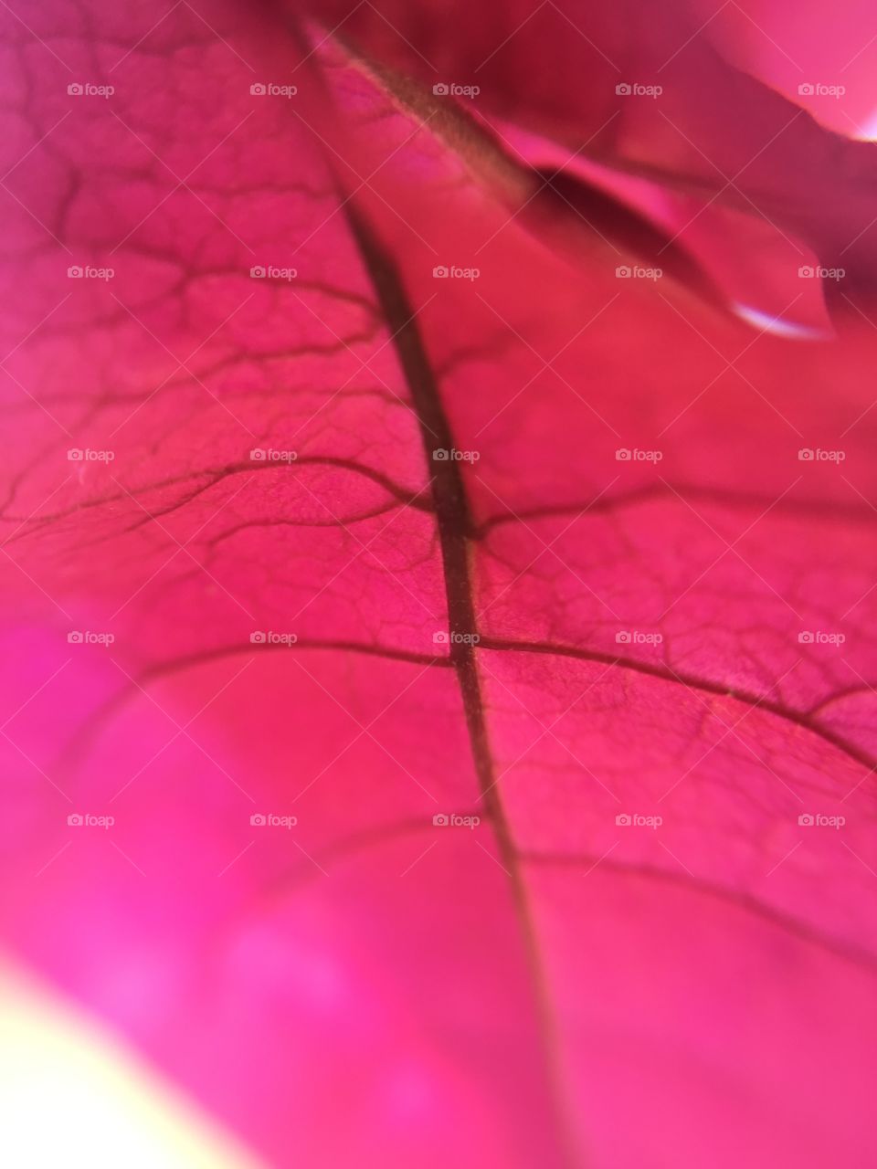 Sky through a bungaville leaf
