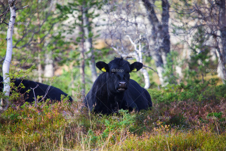 Close-up of cow sleeping on grassy field