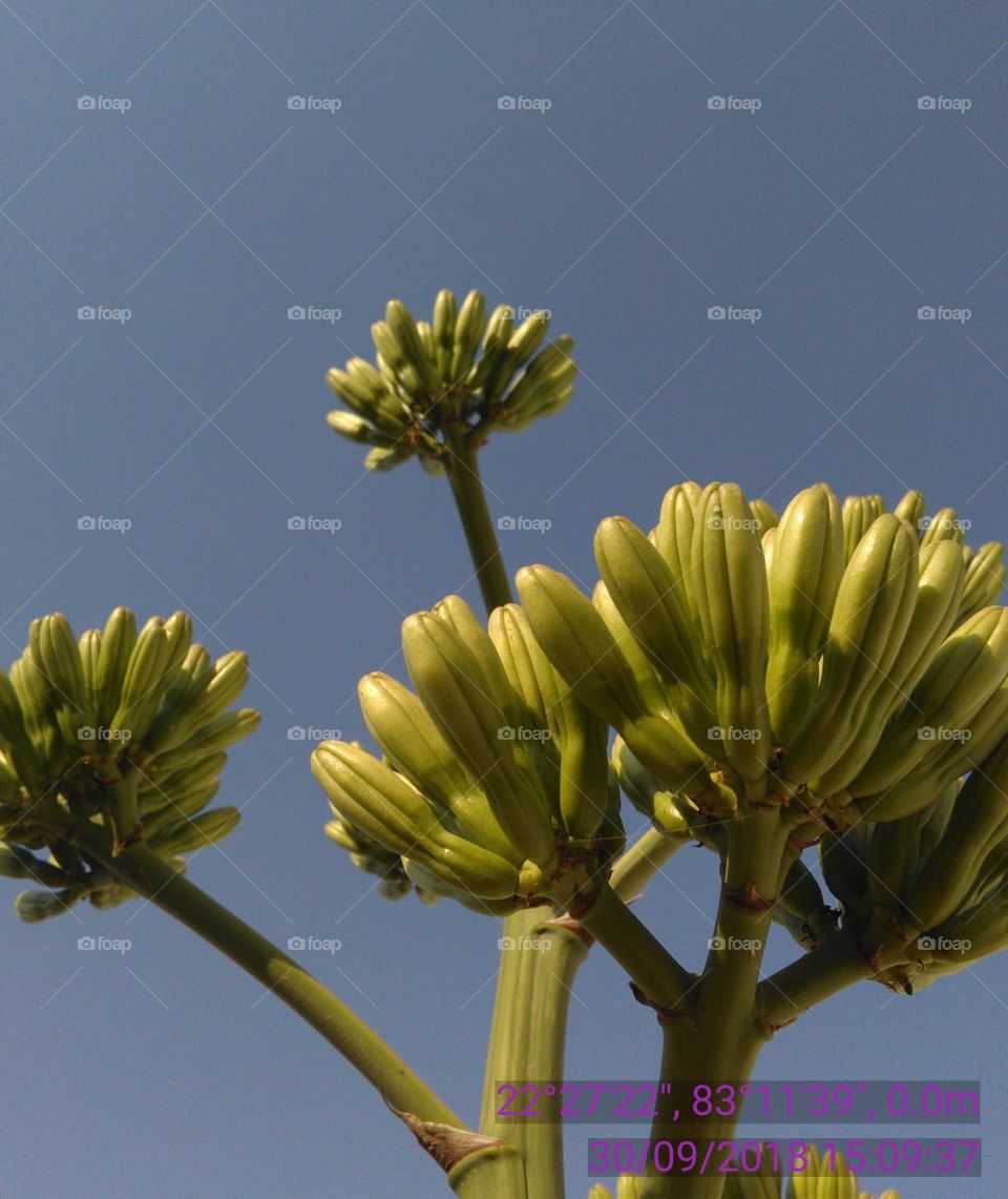 Yalo is a species in which petals place Hankadbhut only flakes Trhः flower pollen species of flower coler.