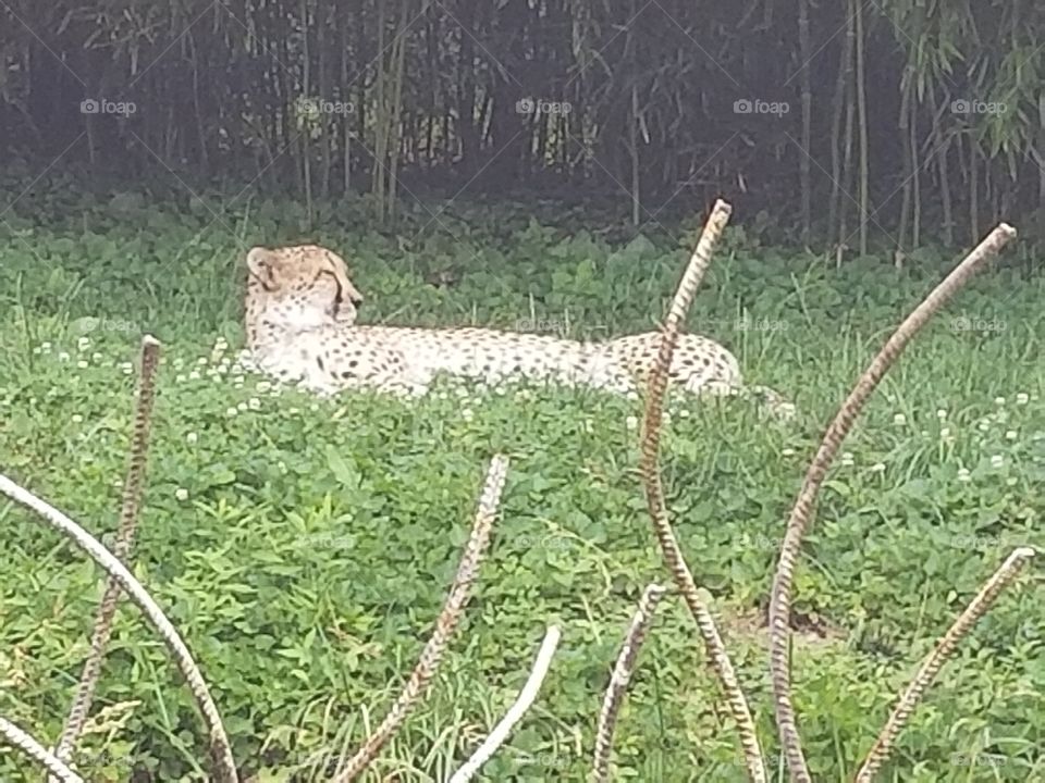 cheetah