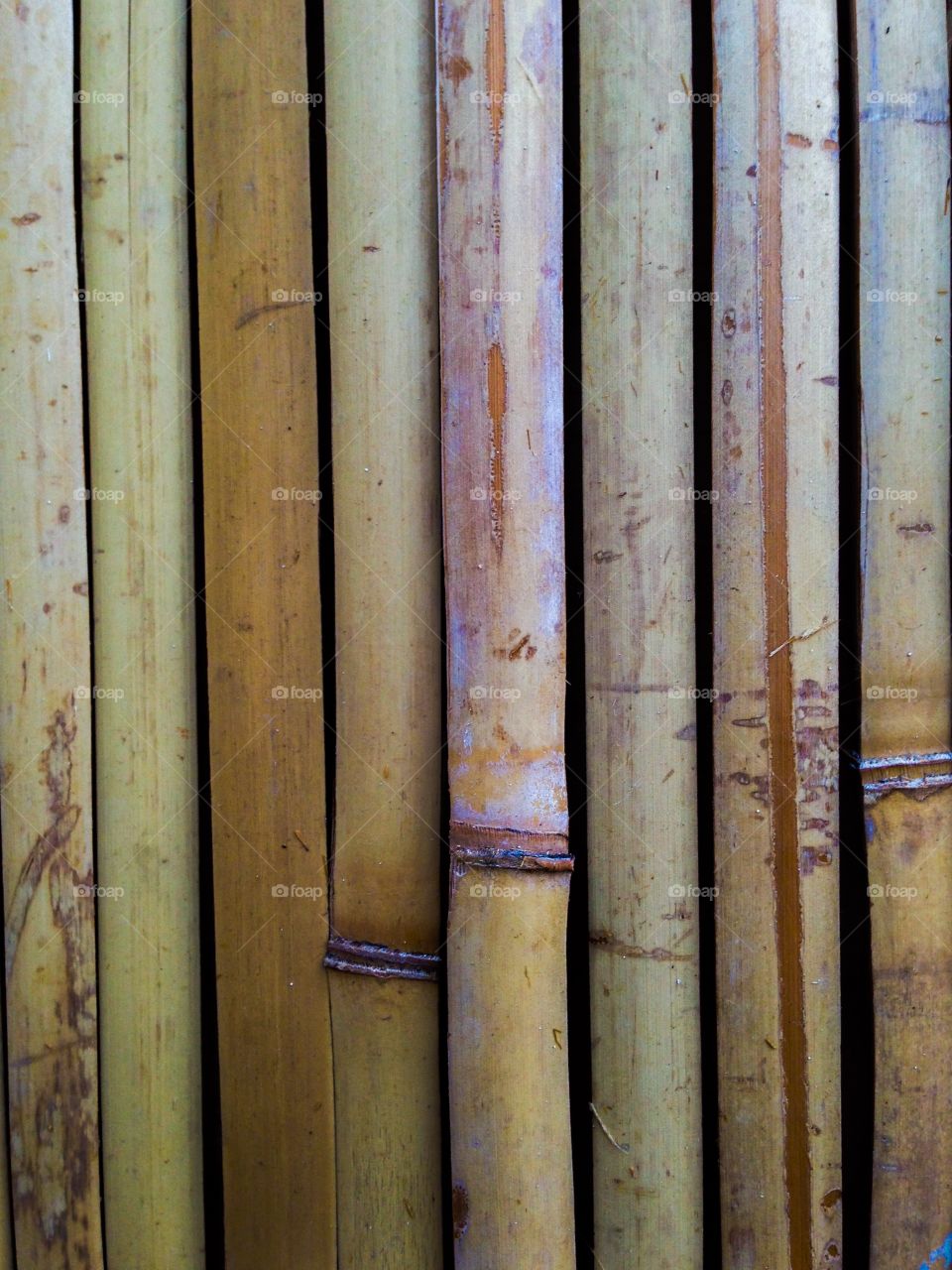 Bamboo fence