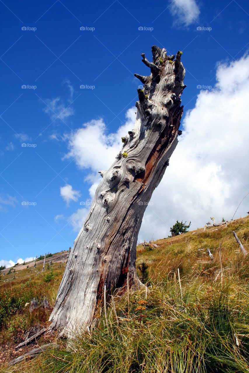 Old dead Tree
