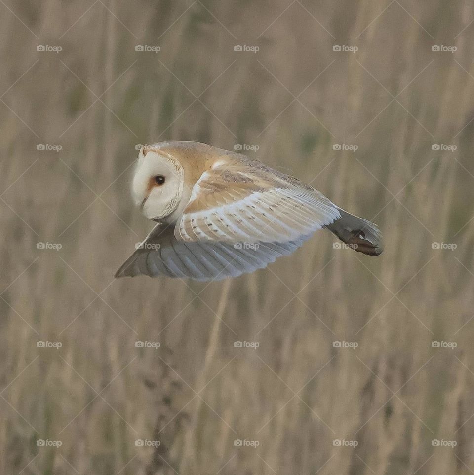 A close up of a barn owl