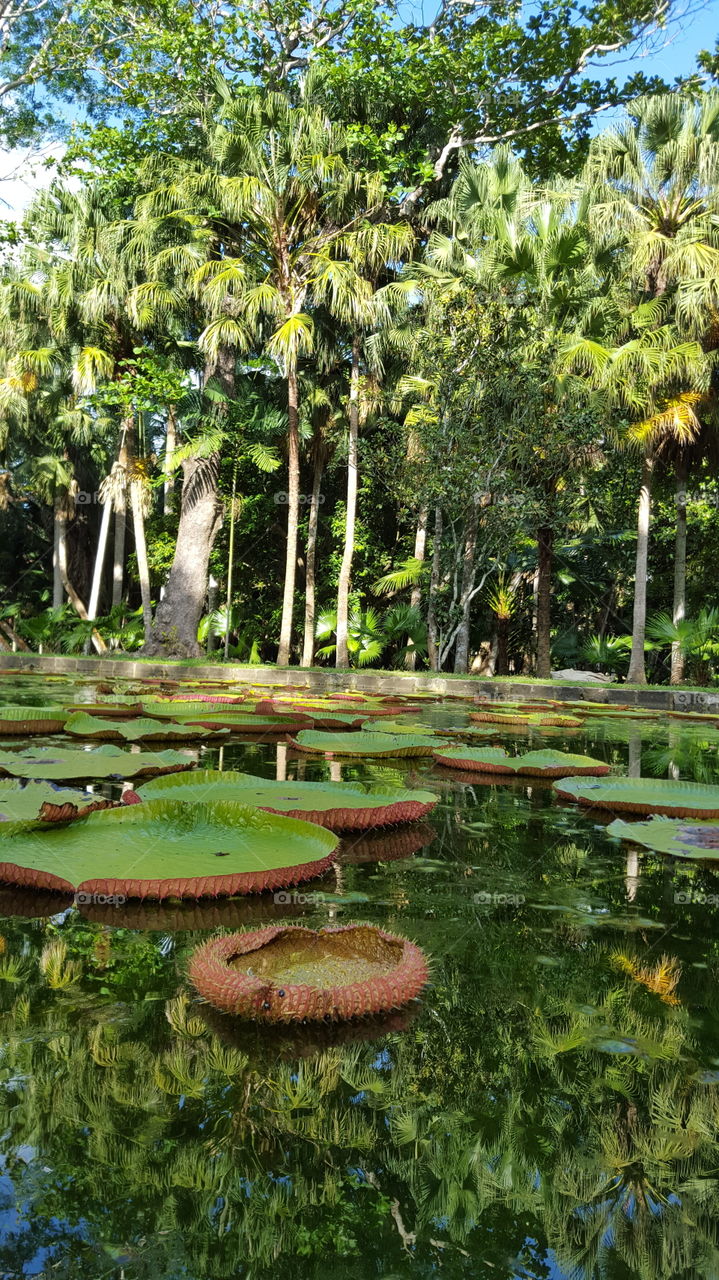 pamplemousse botanical gardens - Mauritius