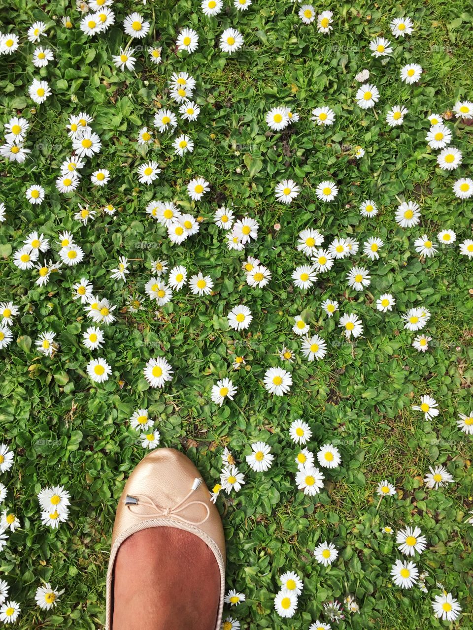 Foot in daisy flowers field. Foot in daisy flowers field