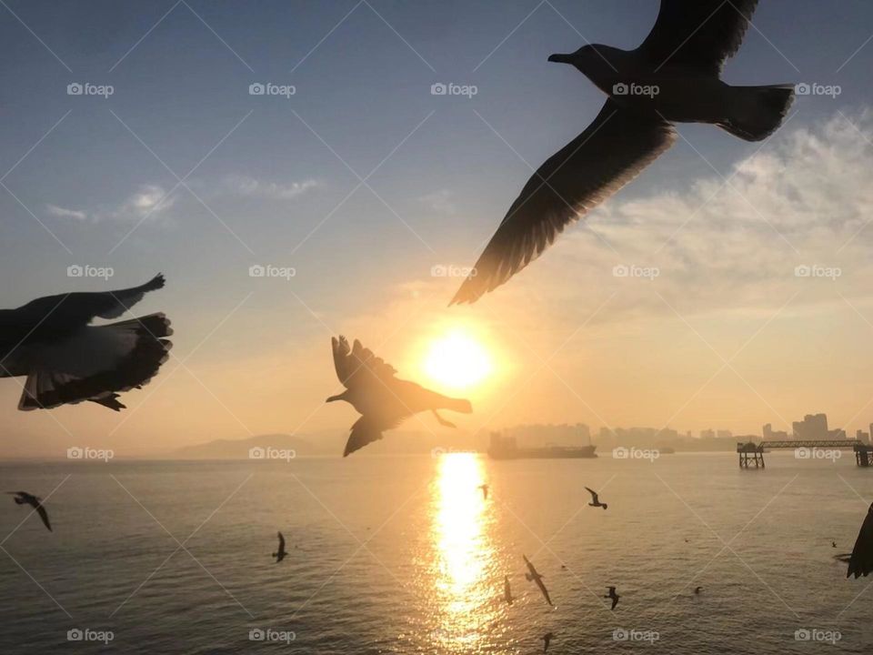 The seagulls in the sunset 