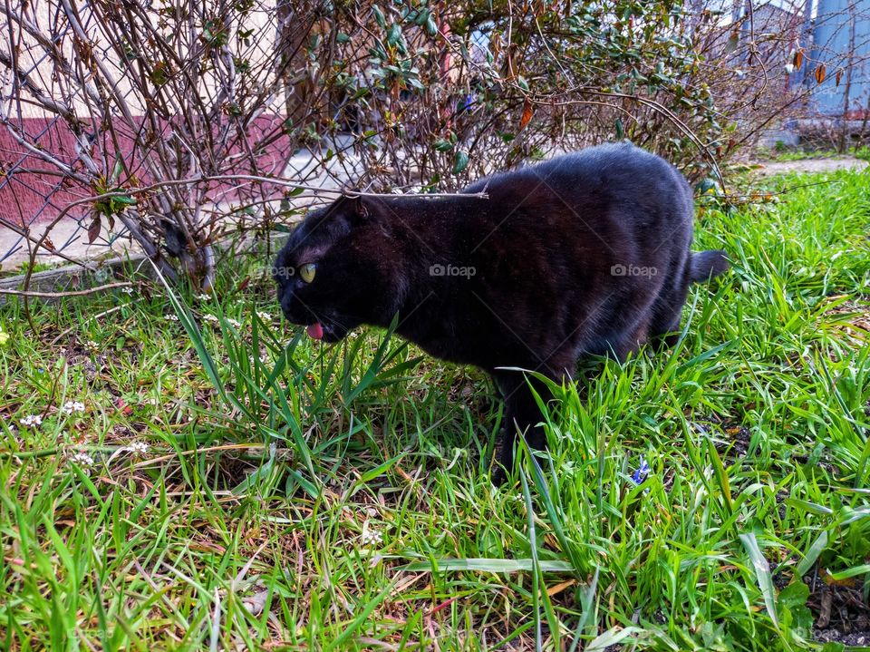 A domestic cat on a walk eats spring grass.