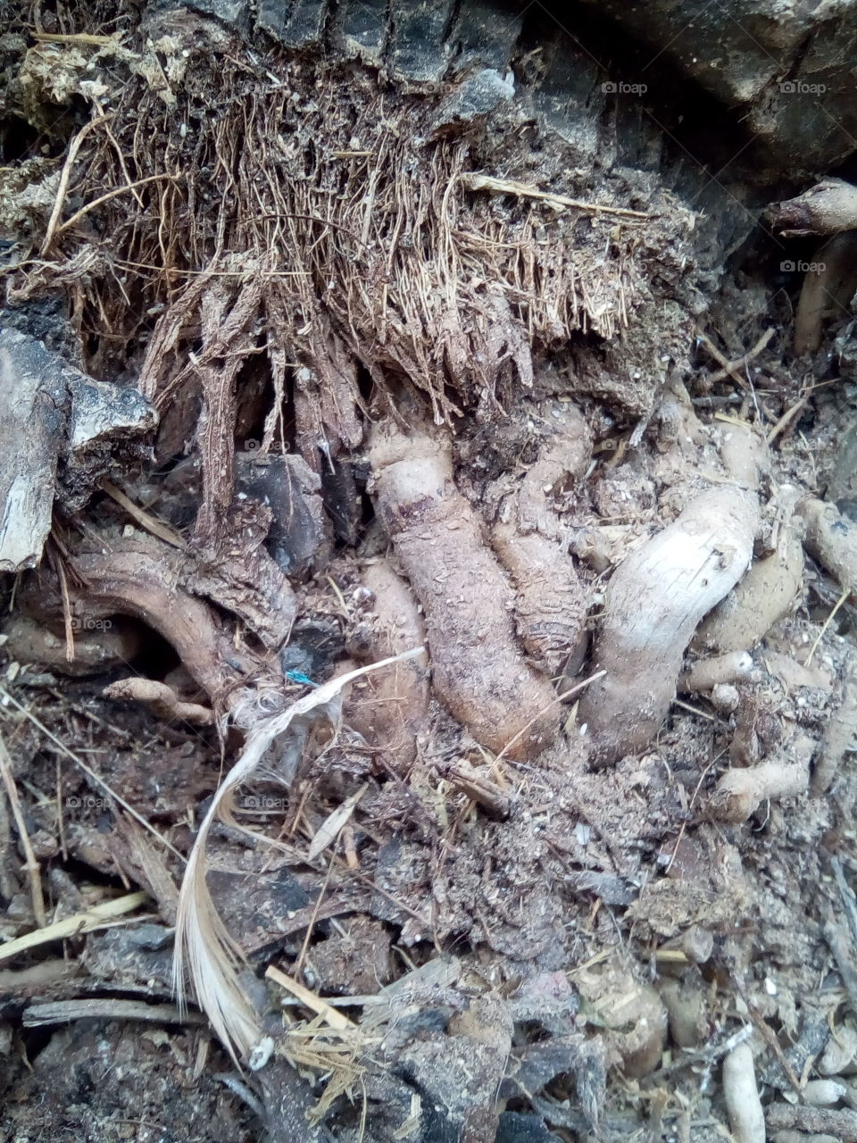 Nature, Ground, Soil, Root, Environment