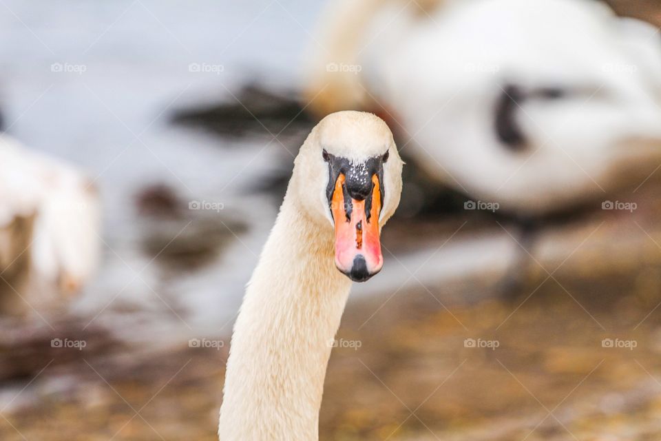 Close-up of white swan