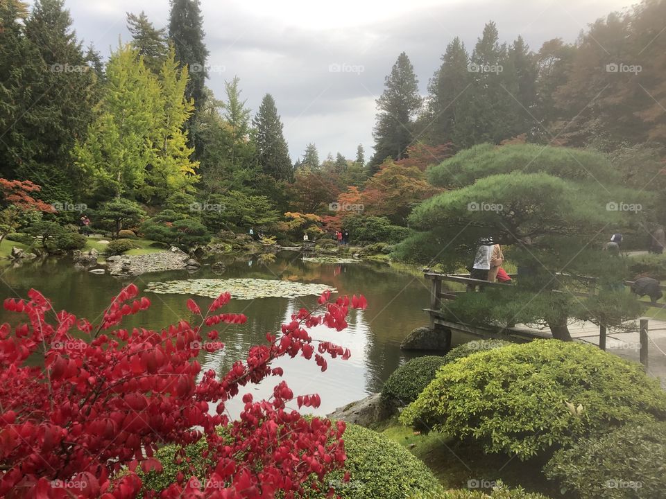 Seattle Japanese Garden. The maple trees have adorned beautiful shades of red, orange and yellow and are decorating the garden with their beauty.