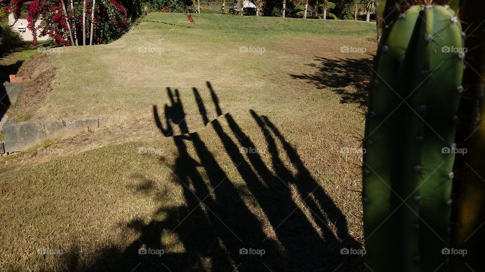 PLANT, GARDEN, CACTUS, FLOWERS, ENVIRONMENT.