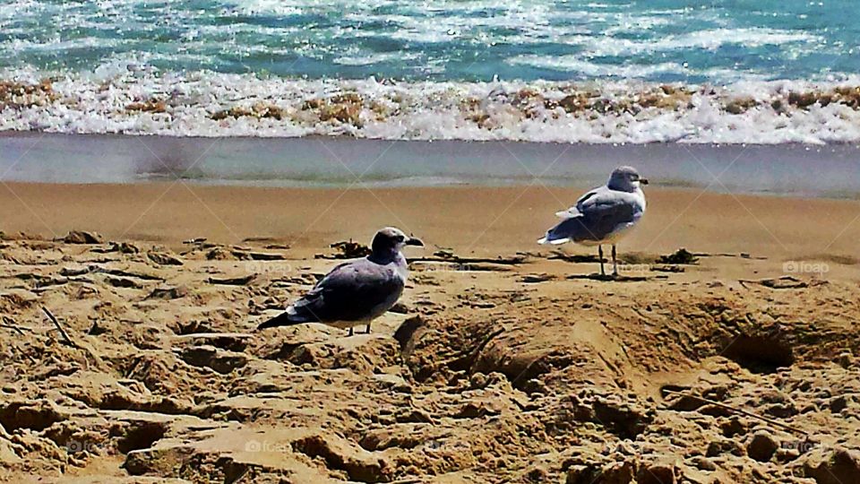 Seagull standing on beach