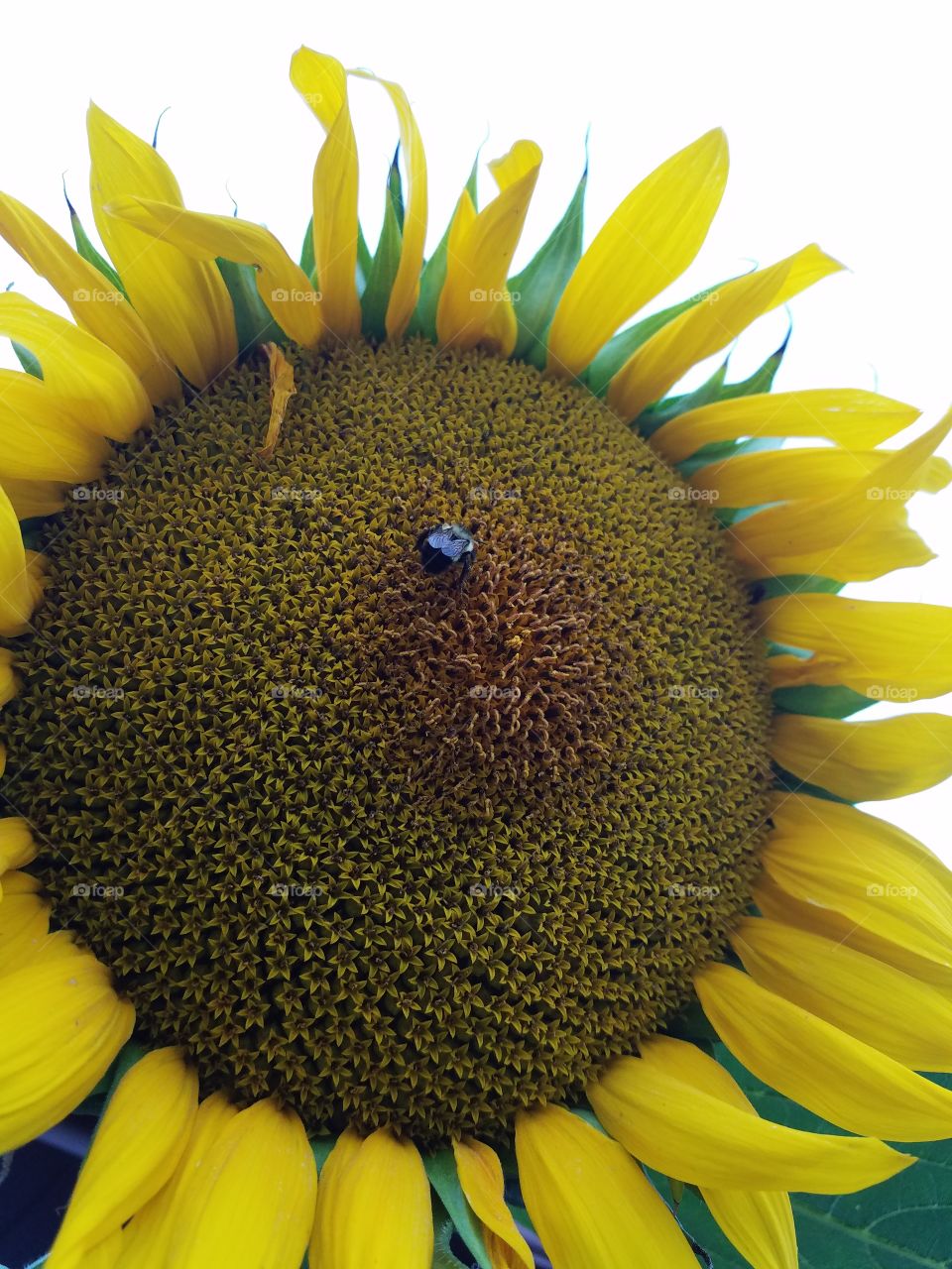 Nature, No Person, Summer, Bright, Sunflower