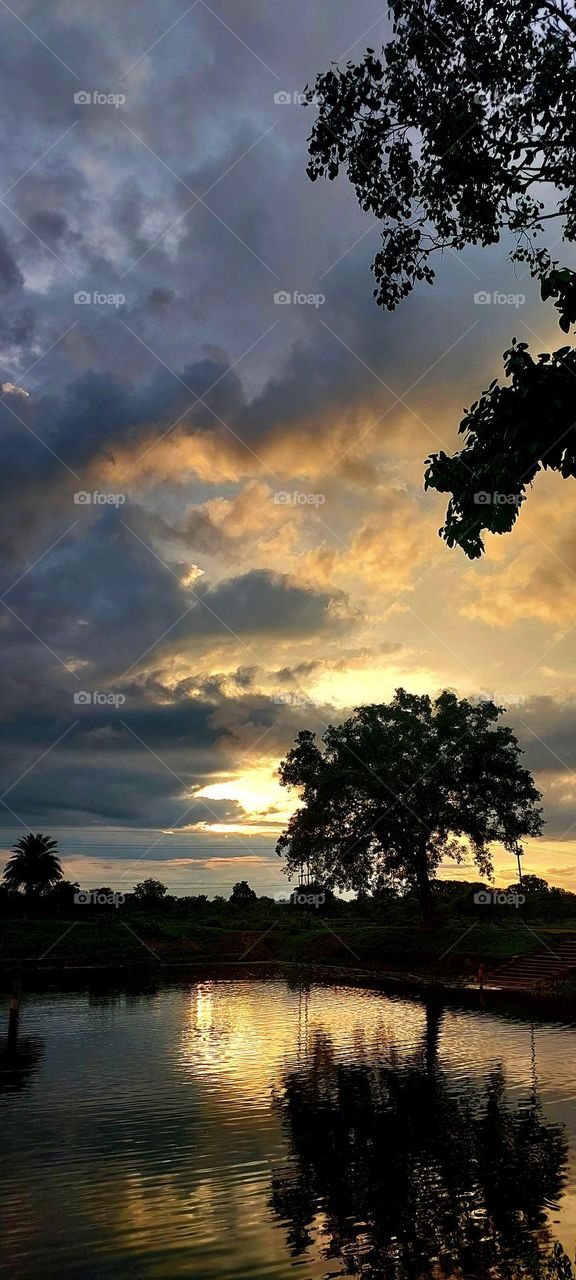 beautiful sunset orange blue sky on a clouds Ficus religiosa in pond.