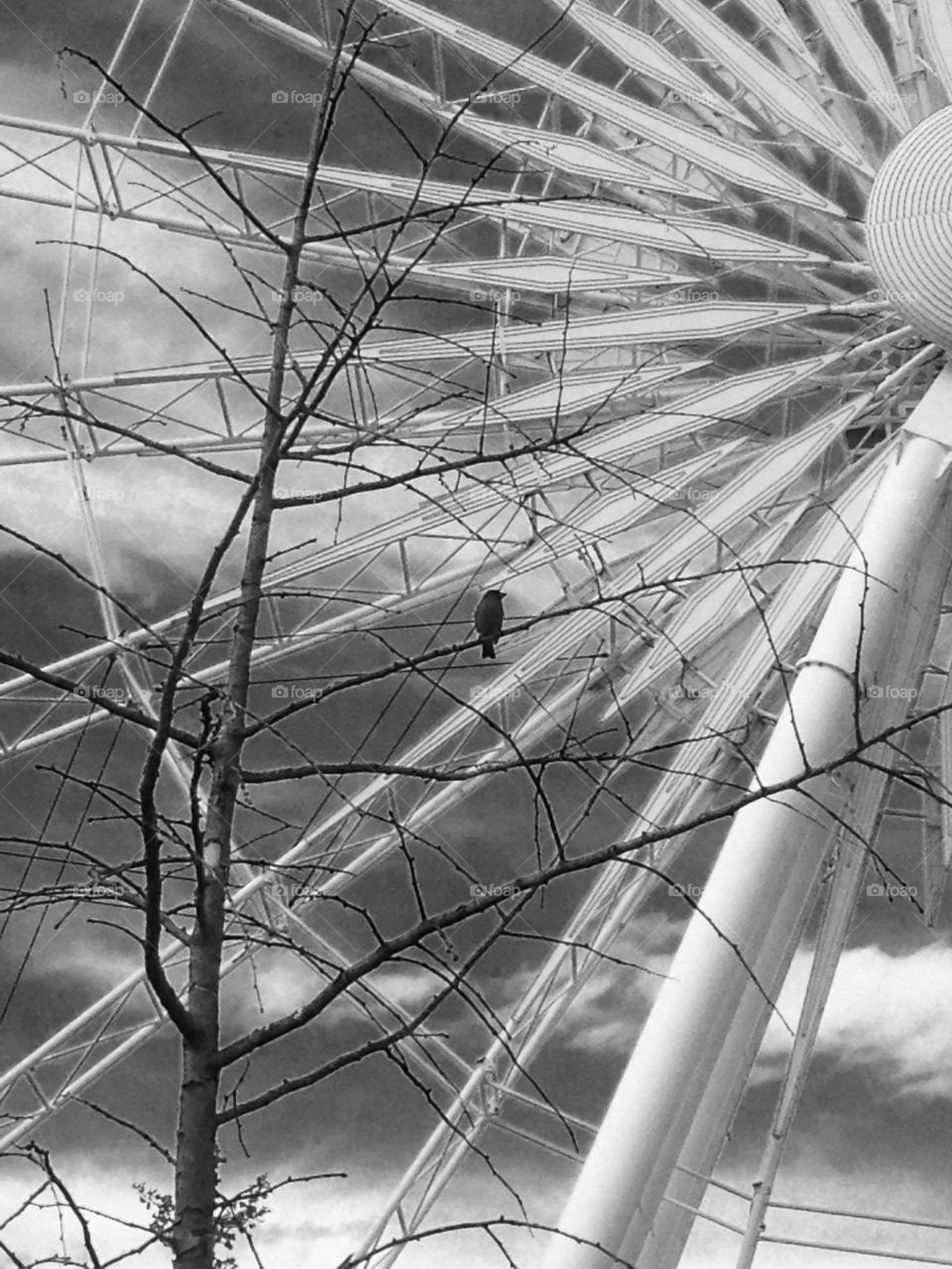 A bird and her Ferris Wheel